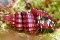 Lienardia rubida
