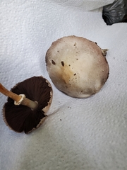 Agaricus