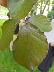 Fagus sylvatica