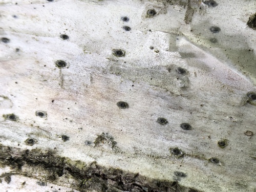 Leptorhaphis image