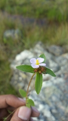 Antherotoma