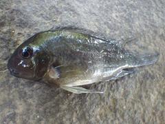 Neetroplus nematopus