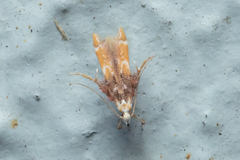 Ashibusa