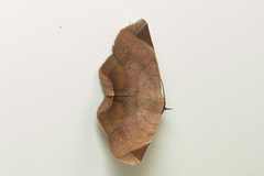 Psimada quadripennis