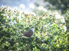 Ochetorhynchus melanurus