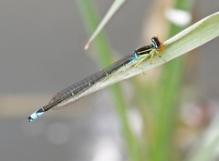 Enallagma antennatum