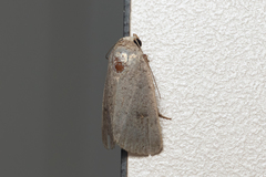 Spodoptera pecten