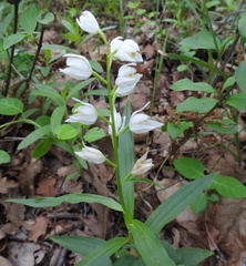 Cephalanthera longifolia