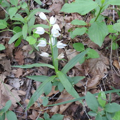 Cephalanthera longifolia