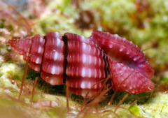 Lienardia rubida