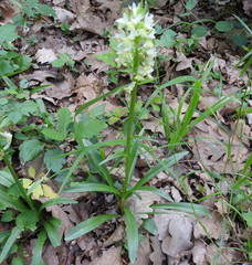 Dactylorhiza romana