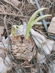 Albuca bracteata