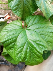 Clerodendrum paniculatum image