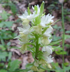 Dactylorhiza romana