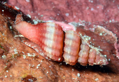 Lienardia rubida