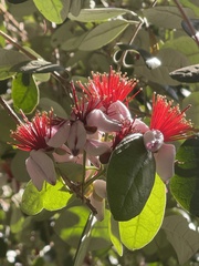 Feijoa