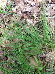 Carex radiata