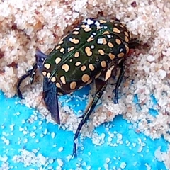 Protaetia niveoguttata