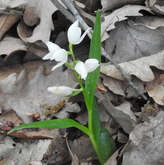 Cephalanthera longifolia