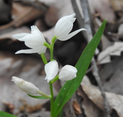 Cephalanthera longifolia
