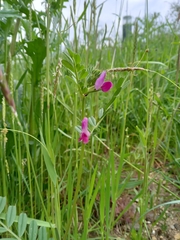 Lathyrus nissolia
