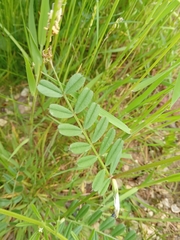 Lathyrus nissolia