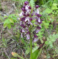 Orchis purpurea