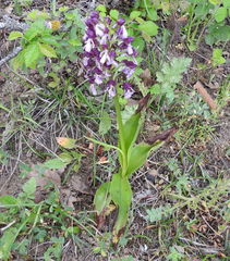 Orchis purpurea