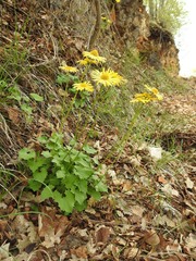 Doronicum caucasicum