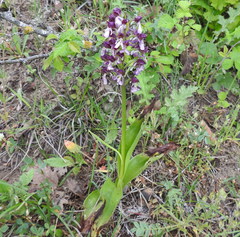Orchis purpurea