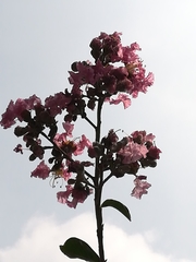 Lagerstroemia indica