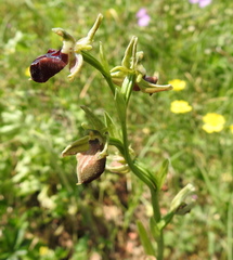 Ophrys mammosa