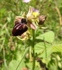 Ophrys mammosa