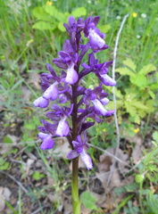 Anacamptis morio