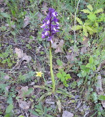 Anacamptis morio