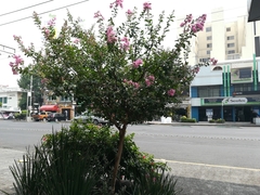 Lagerstroemia indica