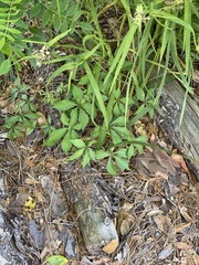 Parthenocissus quinquefolia image