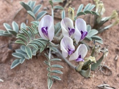 Astragalus piscator