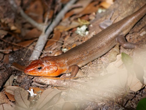 Plestiodon laticeps image