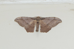 Hyposidra infixaria