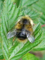 Bombus flavidus flavidus