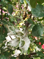 Lagerstroemia indica