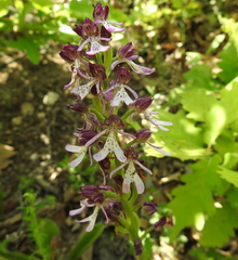 Orchis purpurea
