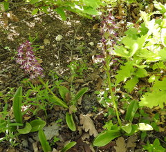 Orchis purpurea