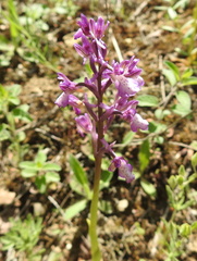 Anacamptis morio