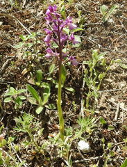 Anacamptis morio