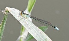 Enallagma antennatum