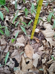 Erythronium propullans