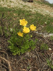 Ranunculus millefoliatus