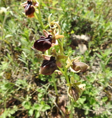 Ophrys mammosa